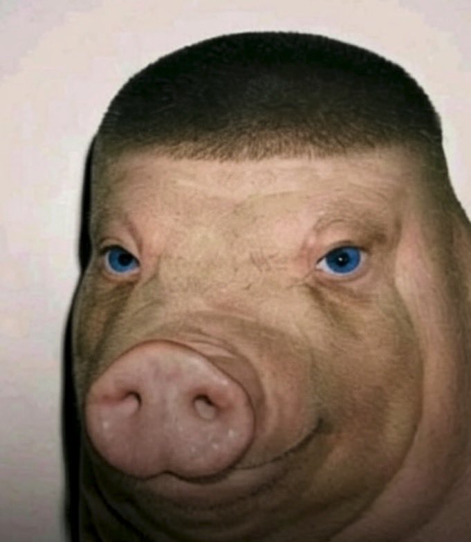 pig_015.jpeg