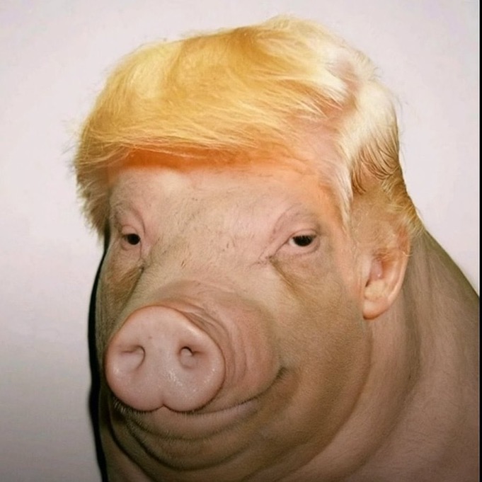 pig_021.jpeg