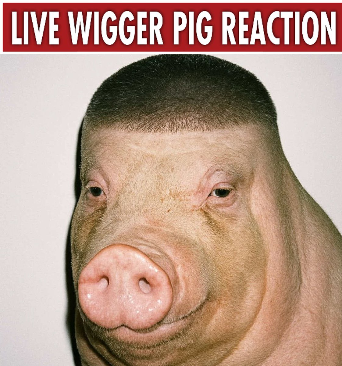 pig_024.jpeg