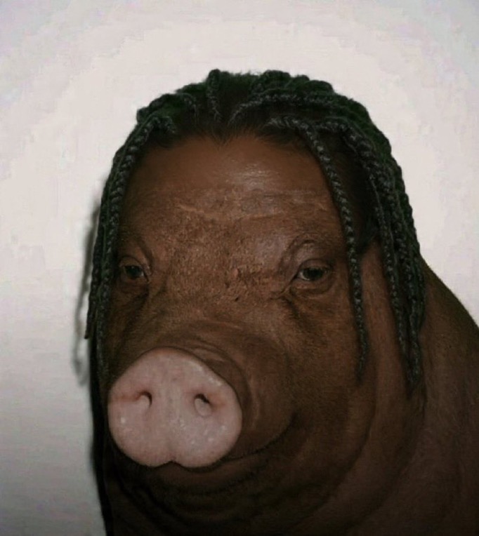 pig_030.jpeg