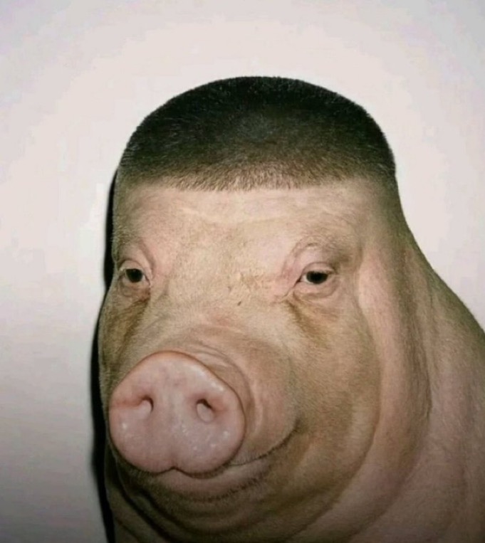 pig_031.jpeg