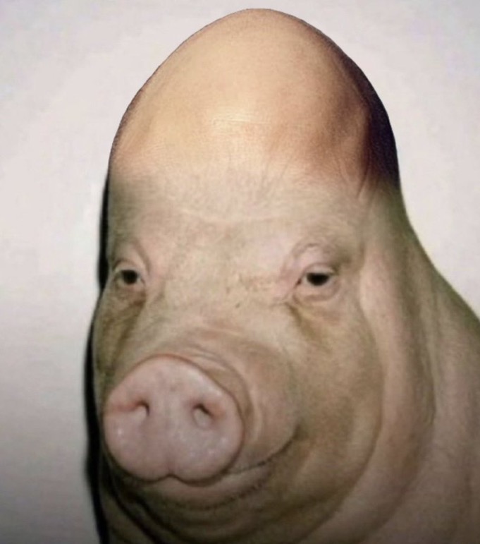 pig_035.jpeg